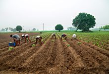 Less rain in North and Central-Eastern Gujarat, reduction in plantation