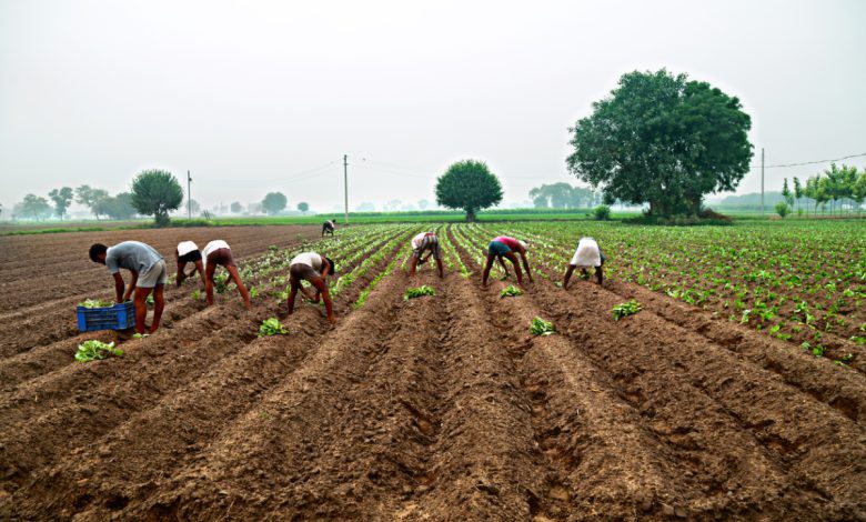 Less rain in North and Central-Eastern Gujarat, reduction in plantation