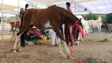 Five horses of Gujarat police died 28 infected