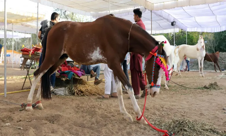 Five horses of Gujarat police died 28 infected