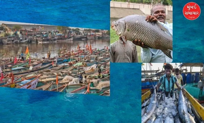 Gujarat ranks second in the country in marine fish production