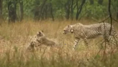 Fun with Mother: You too can enjoy the fun of Koon's cheetahs with their mother