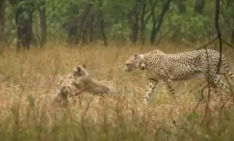 Fun with Mother: You too can enjoy the fun of Koon's cheetahs with their mother