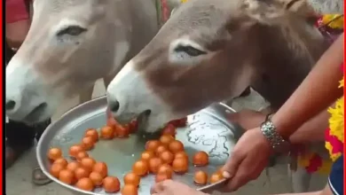 People Feed Gulabjamun In MP, Know Reason Here...
