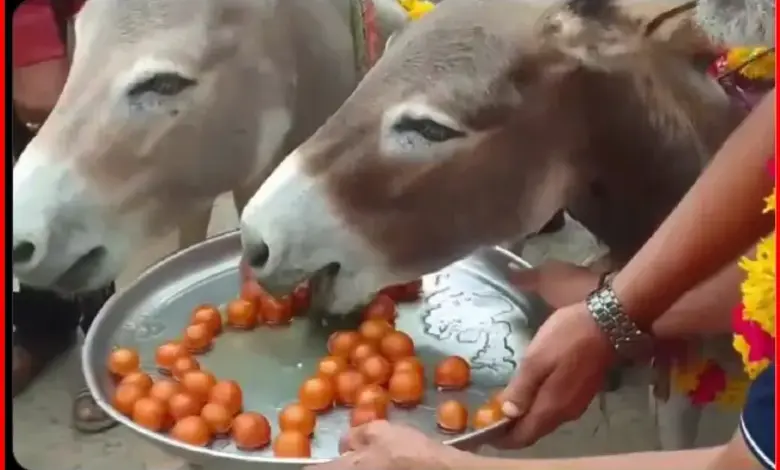 People Feed Gulabjamun In MP, Know Reason Here...