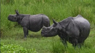 Floods in Assam kill 10 rhinos of Kaziranga
