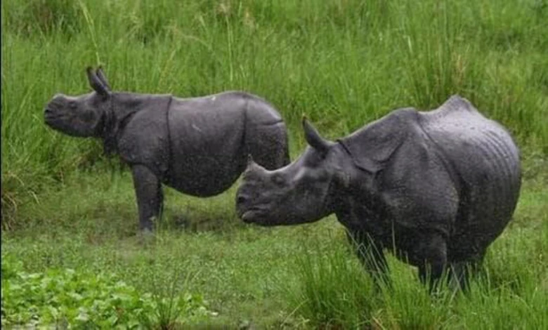 Floods in Assam kill 10 rhinos of Kaziranga