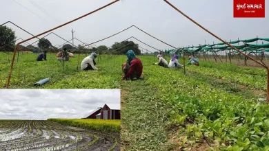 Varsha Srikar and Cultivation of Mbalak Crops in the State