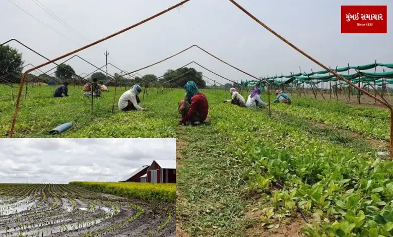 Varsha Srikar and Cultivation of Mbalak Crops in the State