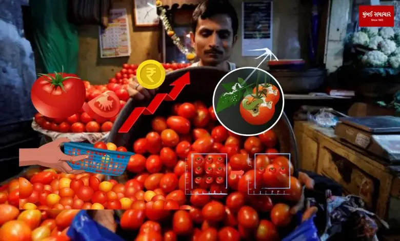 Will tomato prices hit a century or not?