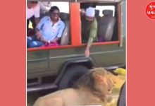 Tourism: The king of the jungle does not have fun, if he senses your fun