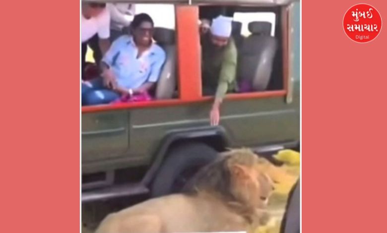 Tourism: The king of the jungle does not have fun, if he senses your fun