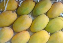 Today National Mango Day: Gujarat dominates in the production of saffron, the pride of Saurashtra