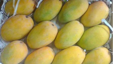 Today National Mango Day: Gujarat dominates in the production of saffron, the pride of Saurashtra