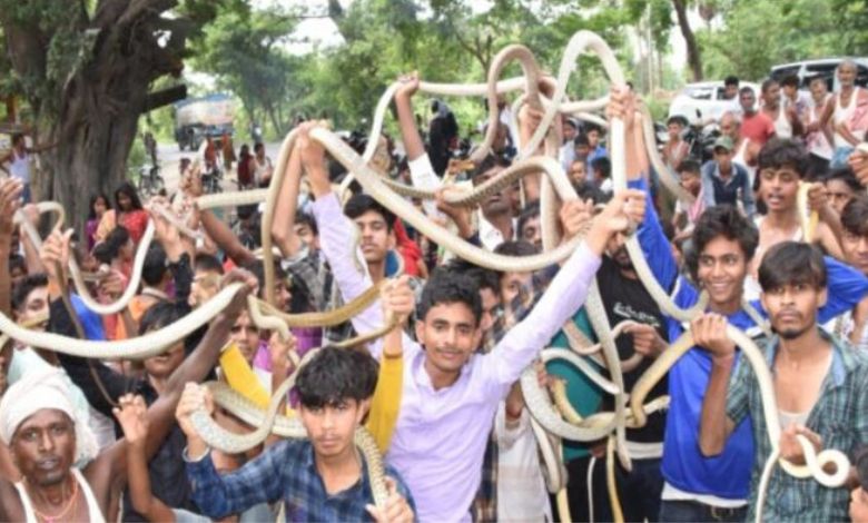 Snake fair, you will be surprised to see people doing tricks with snakes, know what is the worship of Vishahari Mata