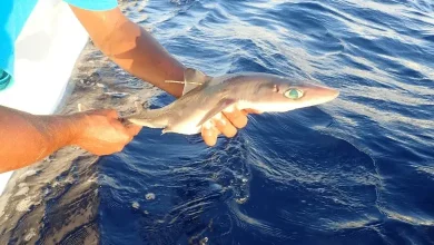 Scientists discovered a new species of Dogfish Shark
