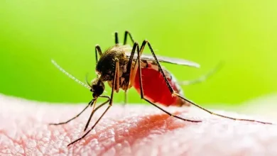 Zika Cases in Maharashtra Centre sends advisory