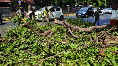 A young man was killed by a tree in Worli
