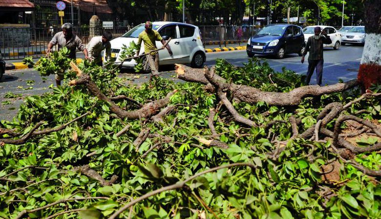 A young man was killed by a tree in Worli