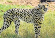 A cheetah will soon be in Banni Grasslands