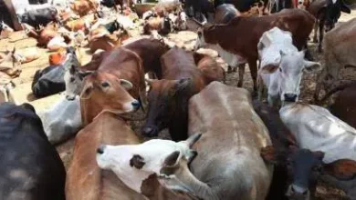 In Gujarat, in the last two decades, so many crores of cattle were vaccinated against distemper