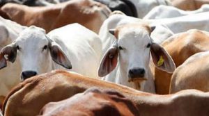 Cow smuggling in car in Godhra: Cow smugglers brutally pack cows into car- CCTV goes viral