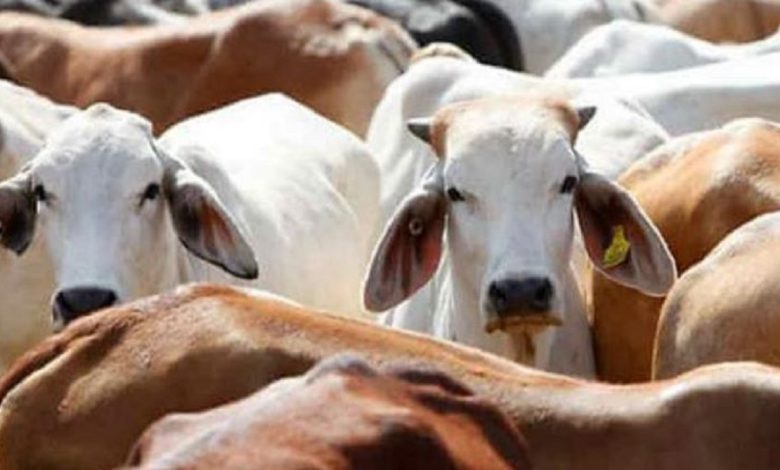 Six cows died after a truck hit near Sanosara in Sihore