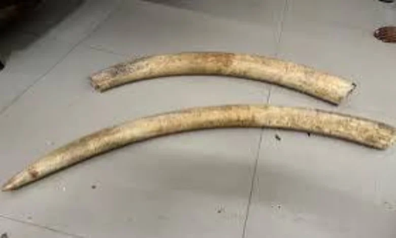 Ivory smuggling gang busted in Vadodara two nabbed with contraband
