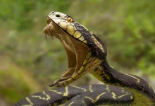 Dahod six bitten by snakes three dead