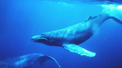 A whale fished in front of Paris Olympics competitors in the ocean and then…