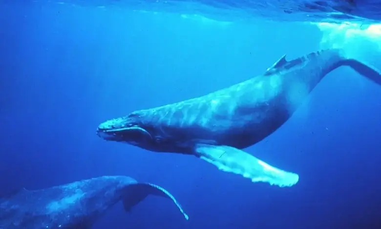 A whale fished in front of Paris Olympics competitors in the ocean and then…