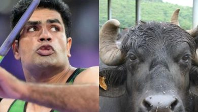 Arshad Nadeem was gifted a buffalo by his father-in-law Neeraj Chopra