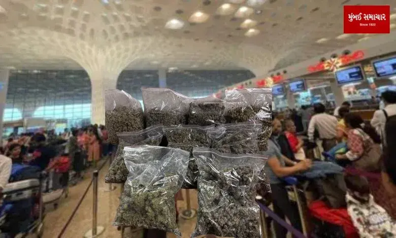 At Mumbai Airport Rs. 10 lakh ganja seized tourist arrested