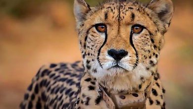 India will now bring Cheetah from these countries not South Africa or Namibia