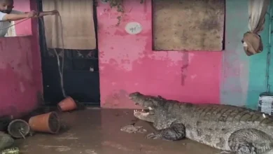 Crocodiles roaming in Vadodara with flood waters of Vishwamitri river