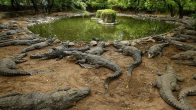 India's crocodile park still in limbo after 16 years