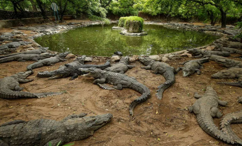 India's crocodile park still in limbo after 16 years