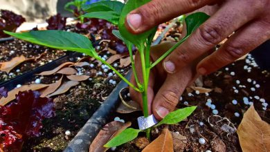 Dang youth earns millions by planting vegetables