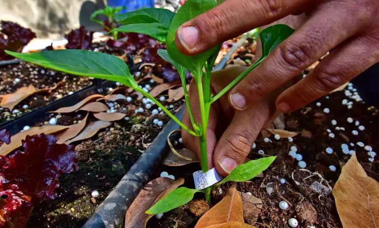 Dang youth earns millions by planting vegetables