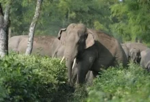 An elephant provided shelter of Wayanad landslide victims