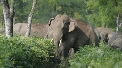 An elephant provided shelter of Wayanad landslide victims