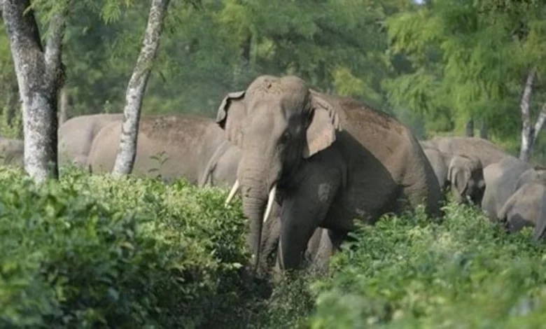 An elephant provided shelter of Wayanad landslide victims