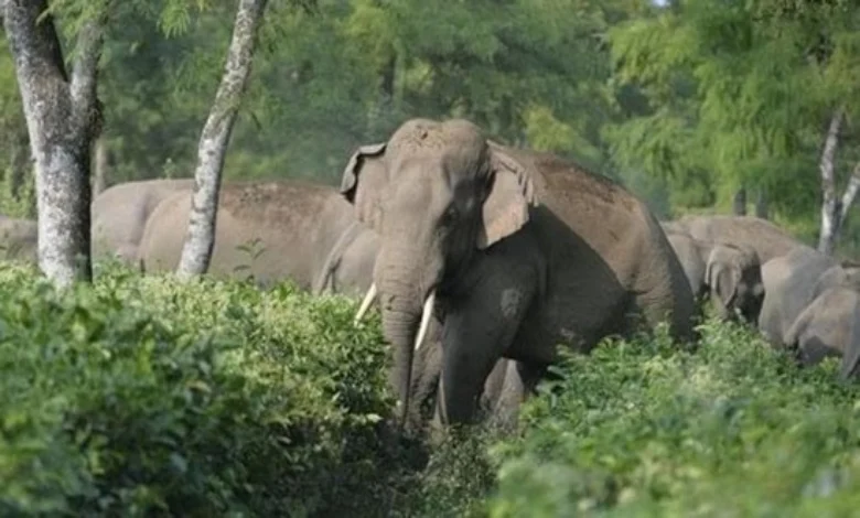 Safety: Elephants will be monitored by satellite collars in Bandhavgarh Tiger Reserve