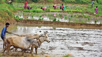 Green drought-like situation in Saurashtra Farmers make demands