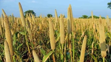 Despite more than 65 percent rainfall in Gujarat, kharif planting is still pending