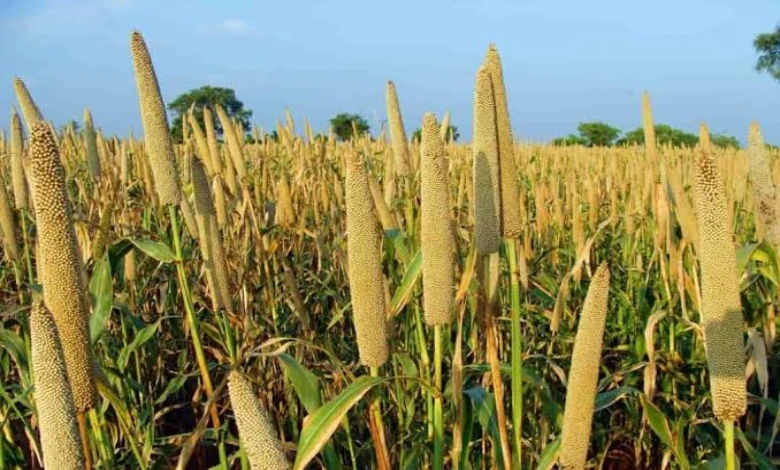 Despite more than 65 percent rainfall in Gujarat, kharif planting is still pending