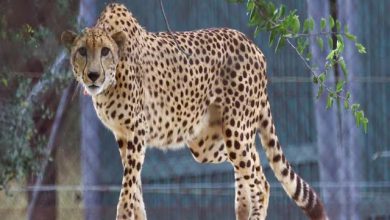 Administration sleepless after leopard found dead in Kuno National Park