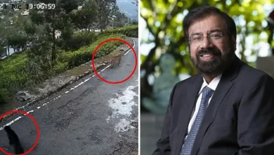 Two hoofed animals were seen roaming outside the house of this well-known businessman and...