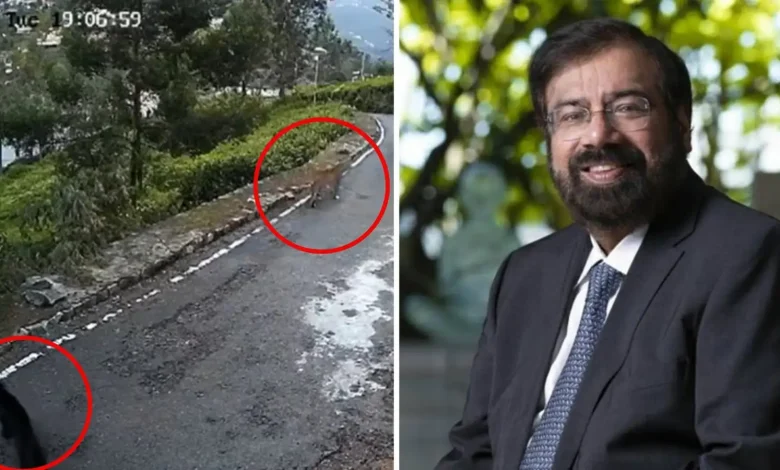 Two hoofed animals were seen roaming outside the house of this well-known businessman and...