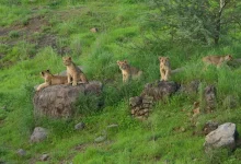 In several districts of Gujarat, wildfire will befall: Lion Safari Park will be built in 12 places of the state